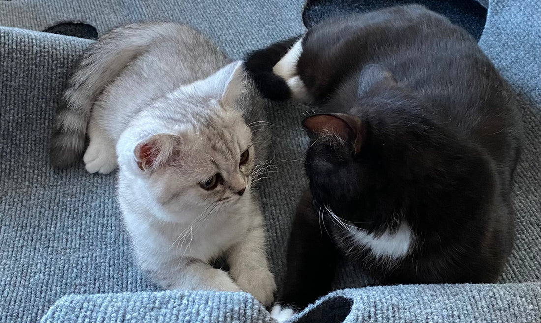 Katze und Kater Unterschied