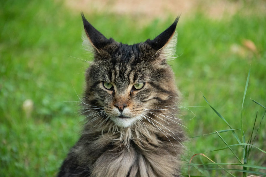 Maine Coon