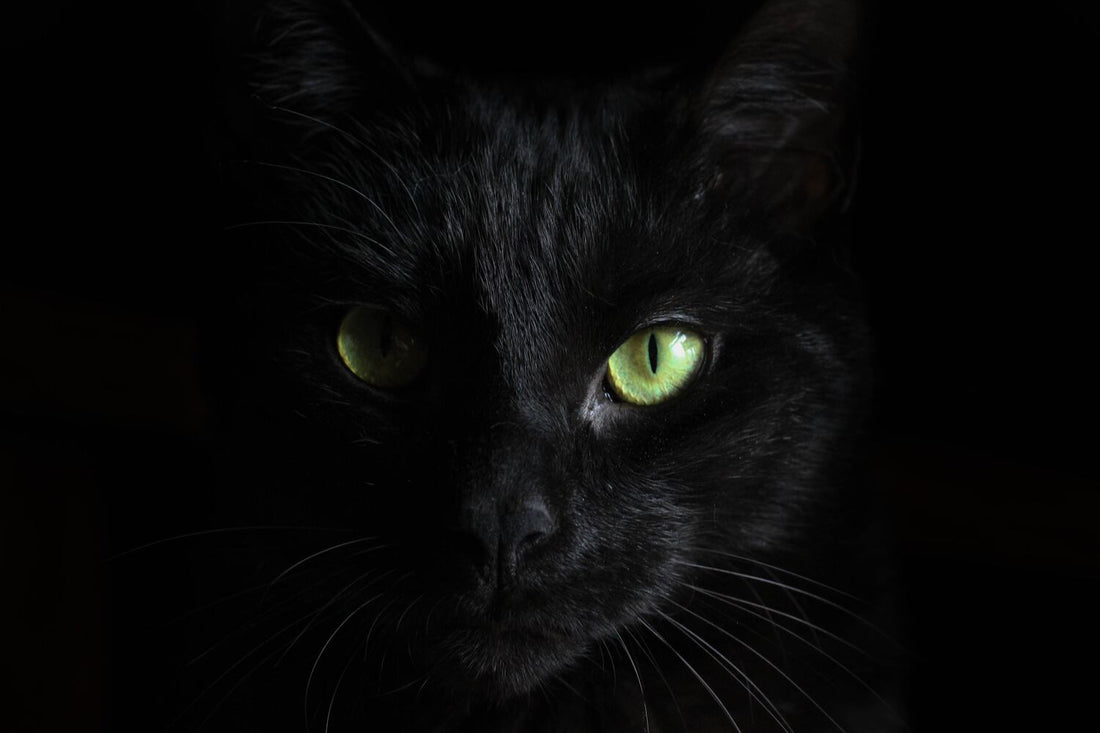 Eine schwarze Katze mit grünen Augen