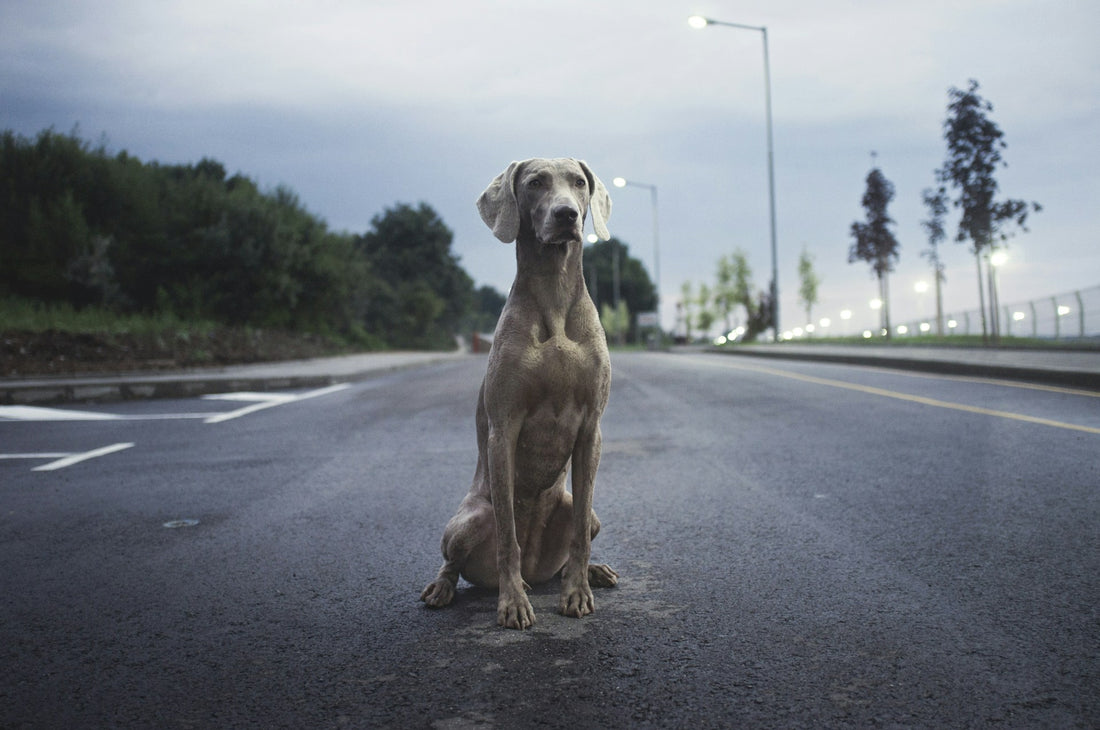 Ein Weimaraner sitzt auf einer Straße