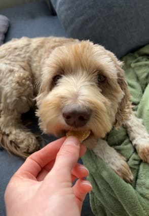 Ein Labradoodle frisst Snacks