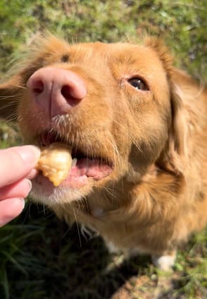 Ein süßer Hund bekommt ein Leckerli