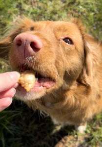 Ein süßer Hund bekommt ein Leckerli