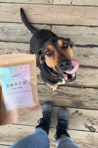 Ein hübscher Hund schleckt sein Maul wegen Leckerli