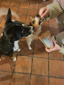 Zwei aufgeregte Hunde wollen Leckerlis