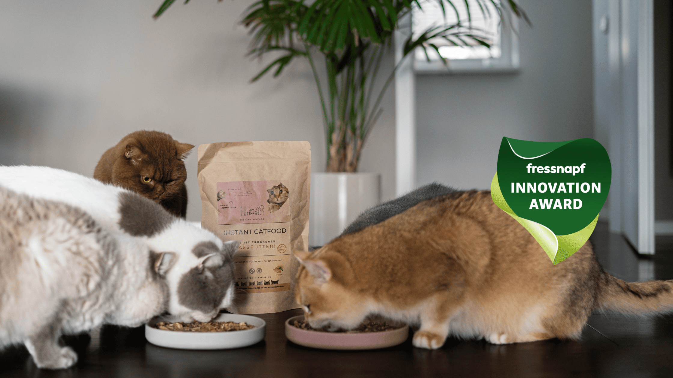 Drei Katzen fressen Instant Catfood