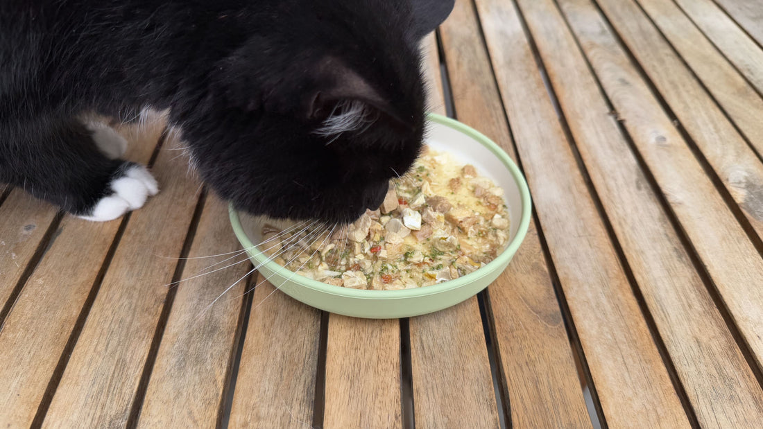 Eine schwarze Katze frisst PuriPet Katzenfutter