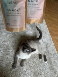 Eine hübsche Katze schaut Leckerlis an