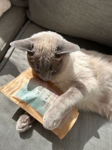 Eine hübsche Katze spielt mit Leckerlis