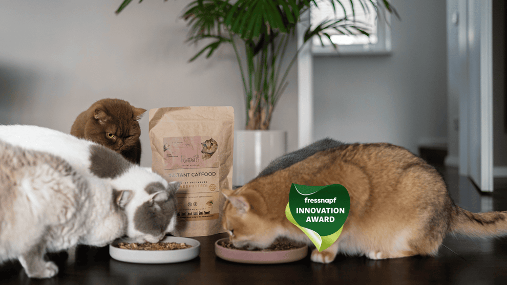 Katzen fressen Instant Catfood