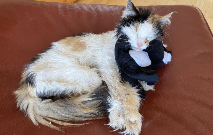 tränende Augen bei Katze