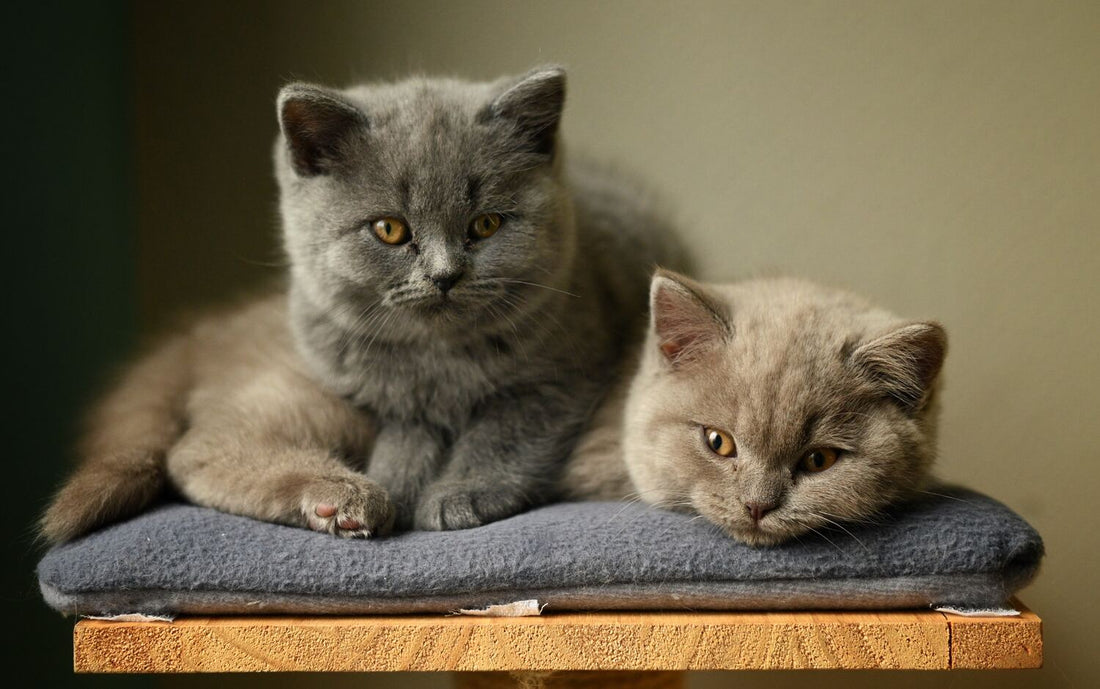 BKH - graue Britisch Kurzhaar Katzen 