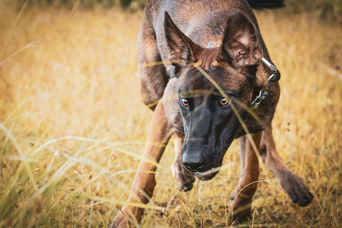 Ein belgischer Schäferhund streicht durch ein trockenes Feld