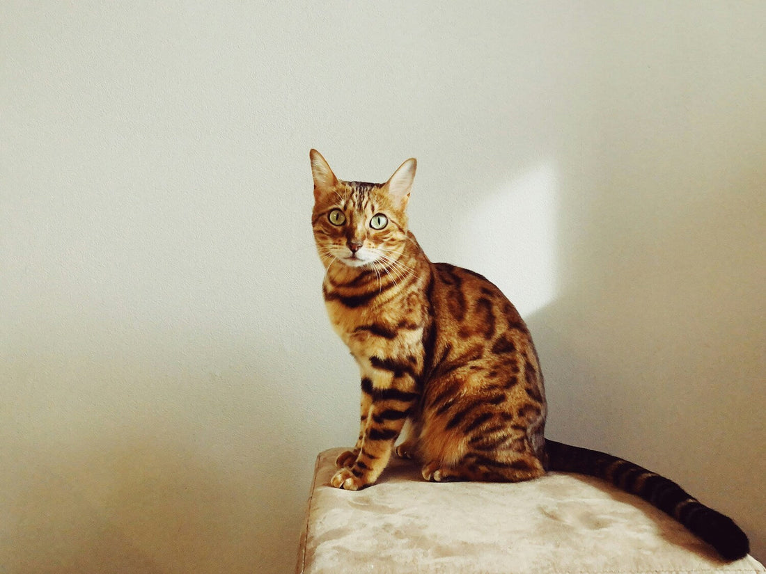 Bengalkatze: Steckbrief, Haltung & Pflege PuriPet Petfood Bengalkatze: Steckbrief, Haltung & Pflege PuriPet Petfood