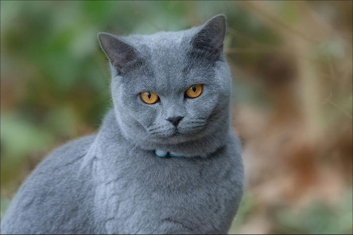 Katze, Kosten