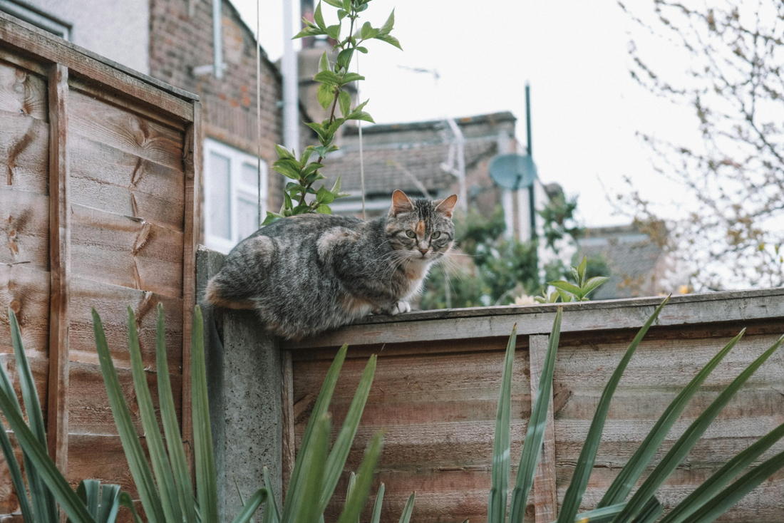 Katze ungiftige Pflanzen