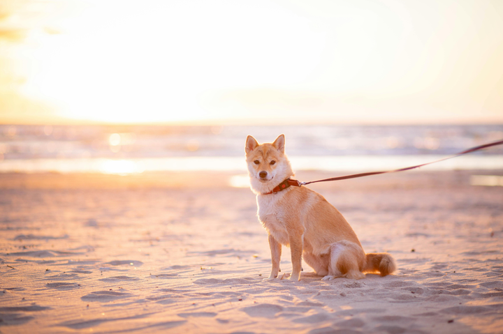 Hund Hitze Tipps