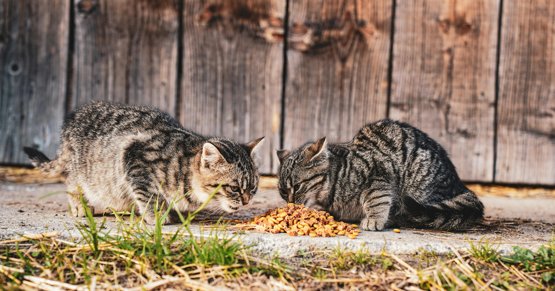 Katze Futter Sommer