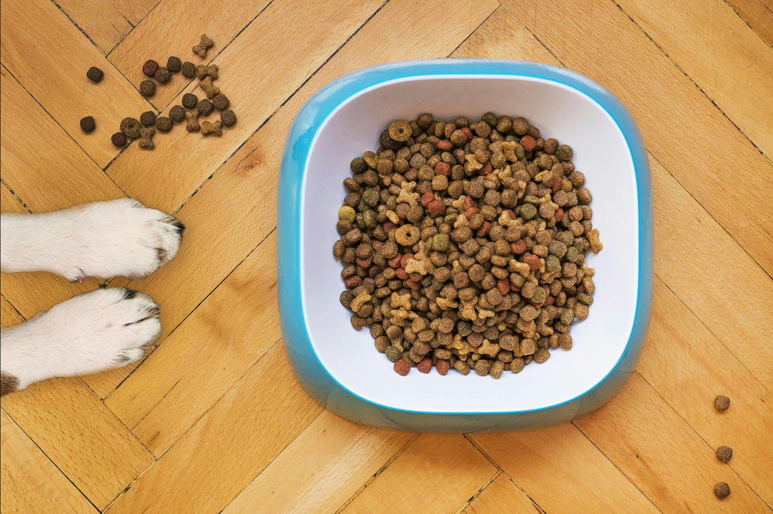 hochwertiges Hundefutter