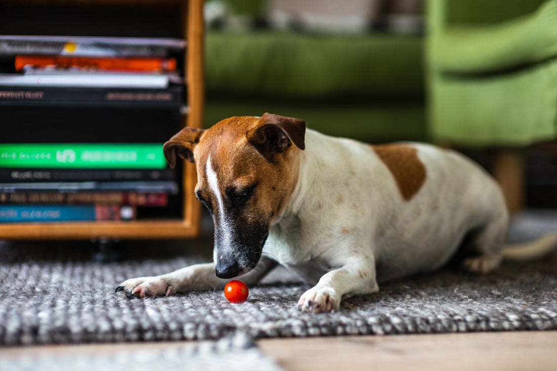 Dürfen Hunde Tomaten essen