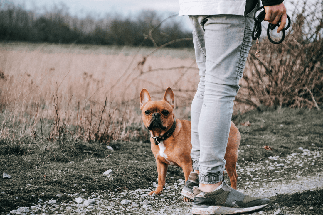 Gassi gehen mit Hunden unterschiedlicher Körpergrößen