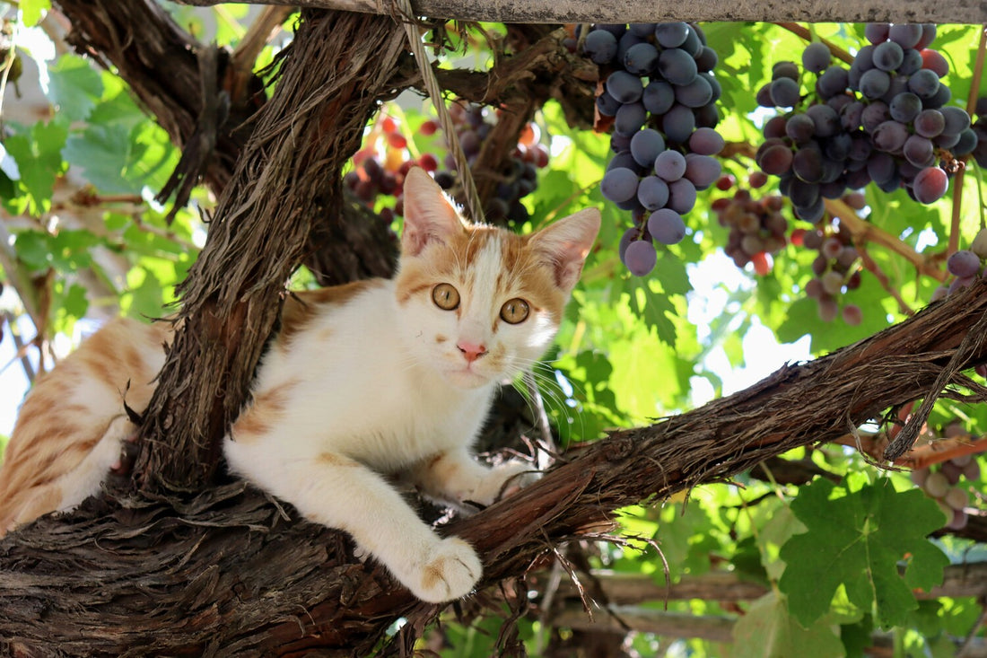 Katze Weintrauben