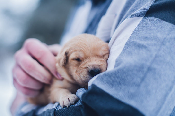 Golden Retriever Welpen schmusen auf einem Arm