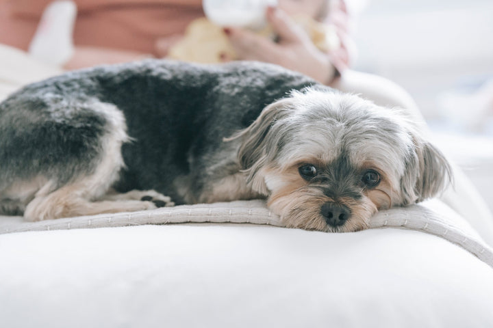 Ein Hund liegt auf seiner Hundedecke