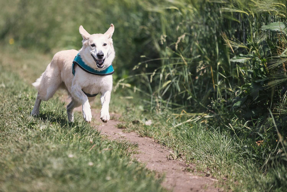 Hund läuft draußen weg