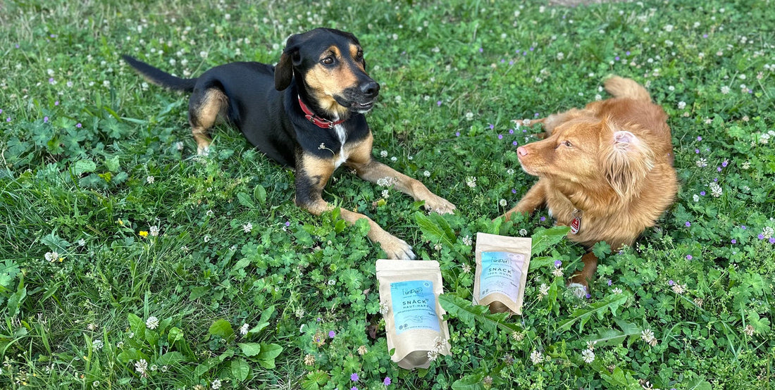 Hühnerhaut Hund: Gesunde Leckerlis