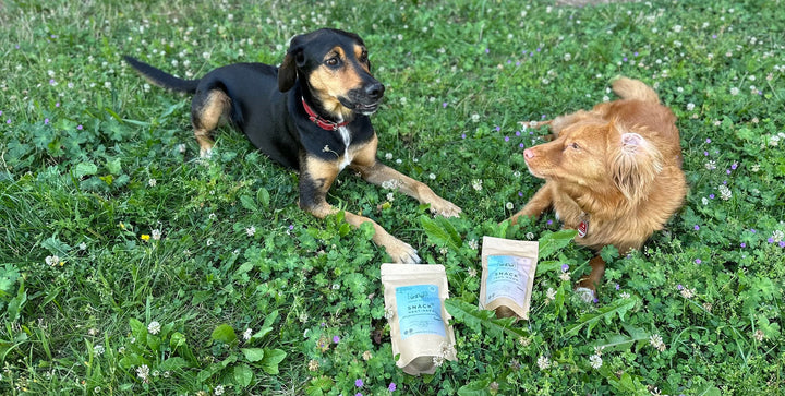Hühnerhaut Hund: Gesunde Leckerlis