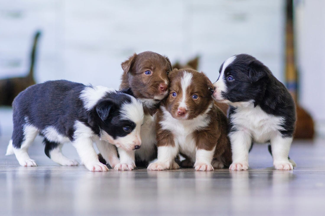 4 Hundewelpen sitzen nebeneinander