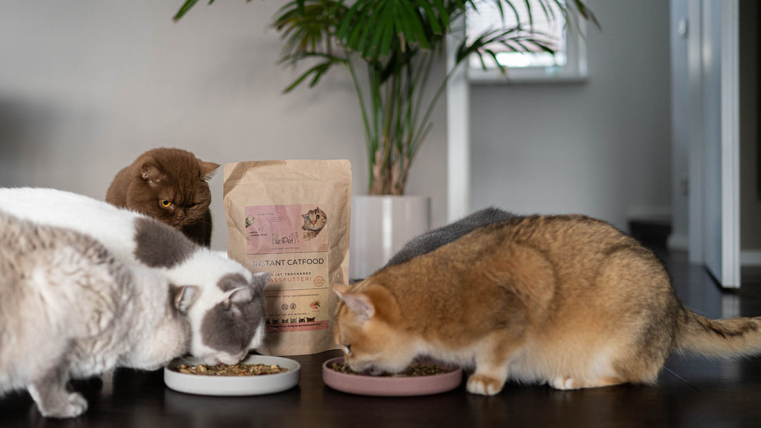 Katzenfutter Inhaltsstoffe: Was fütterst Du deiner Katze?
