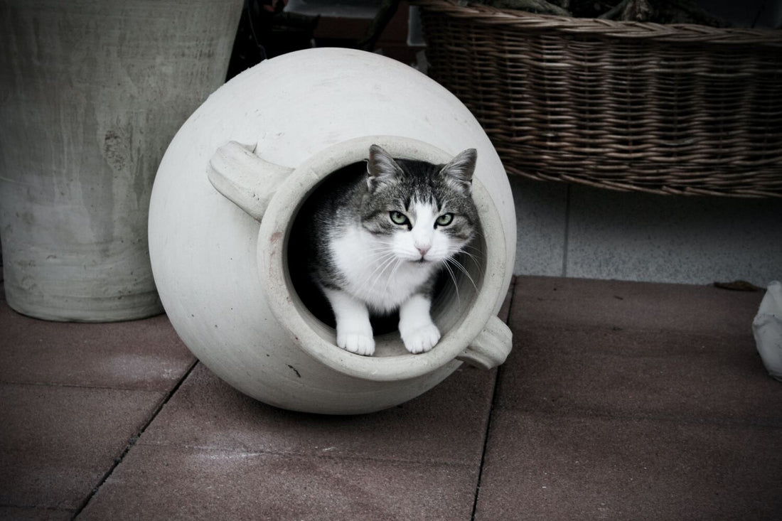 Katze Durchfall: Eine Katze versteckt sich
