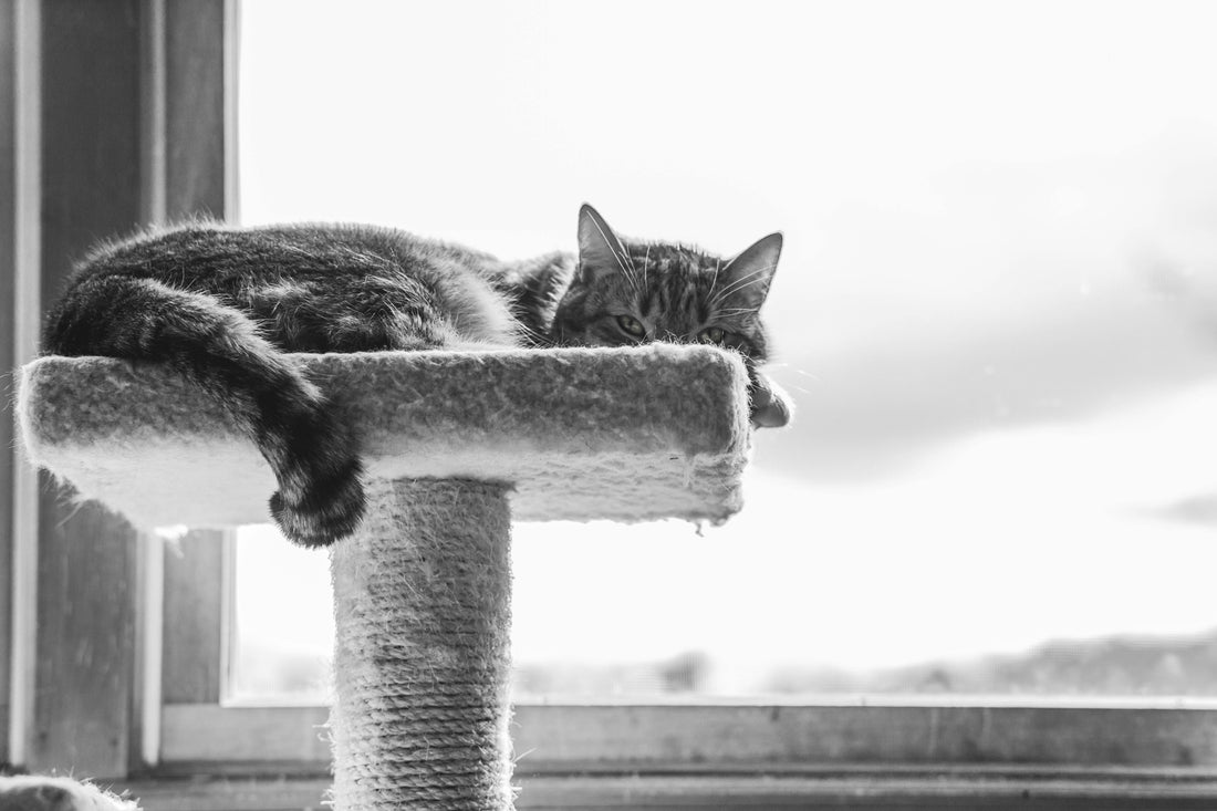 Katze auf Kratzbaum mit Gelenkschmerzen