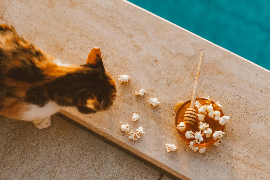 Zucker in Katzenfutter?