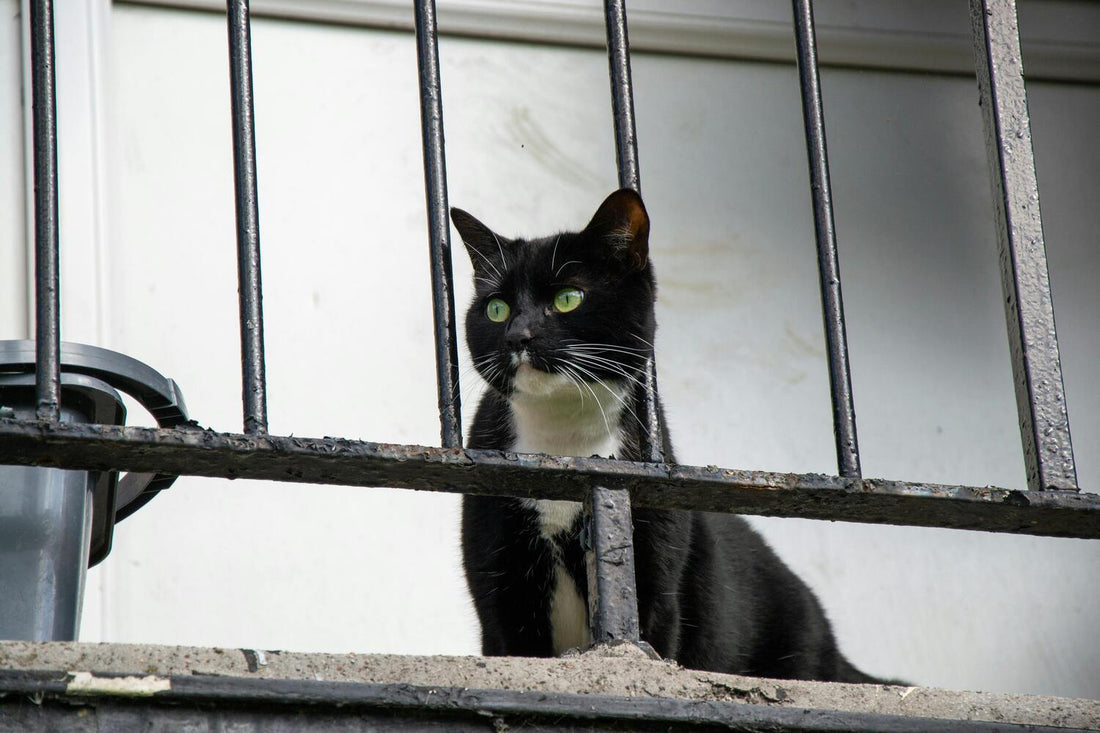 Katze Balkon 