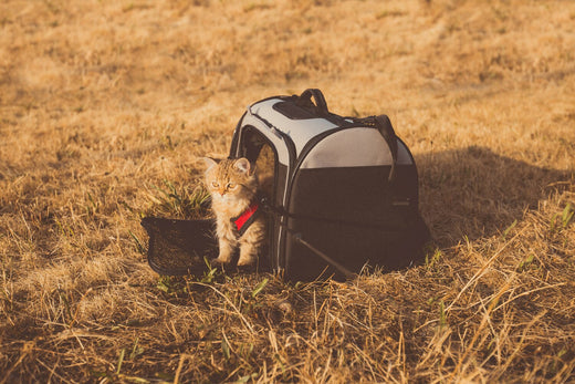 Alles über die passende Transportbox für Katzen