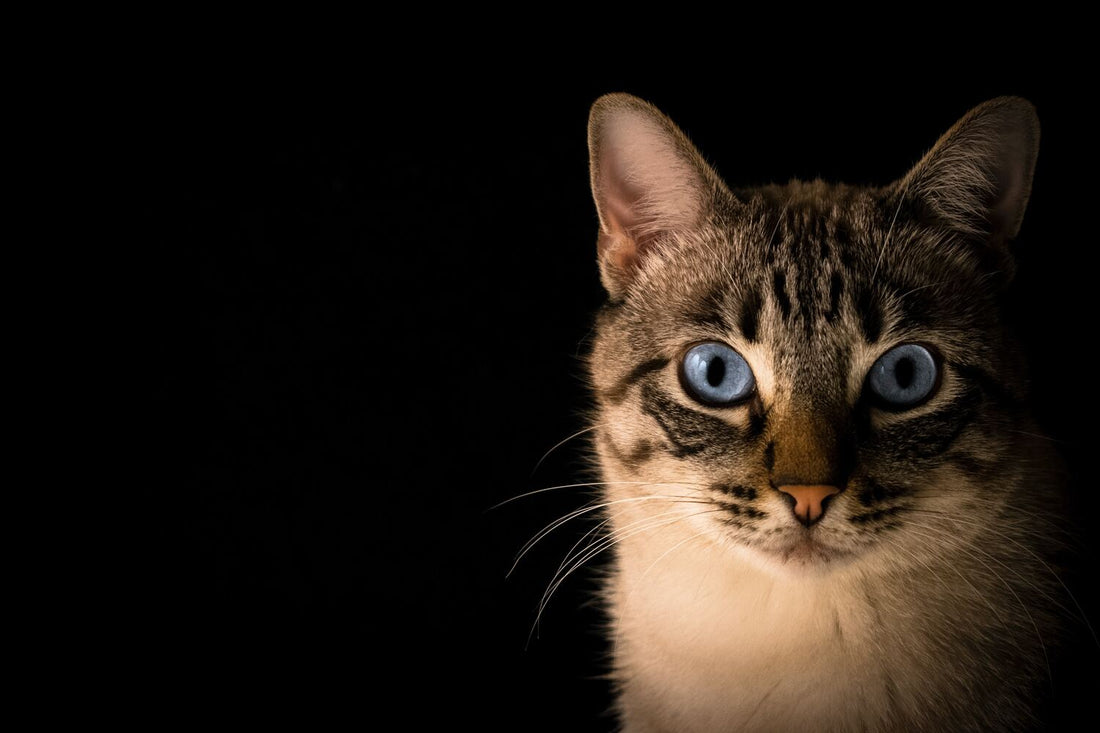 Katze frisst nicht