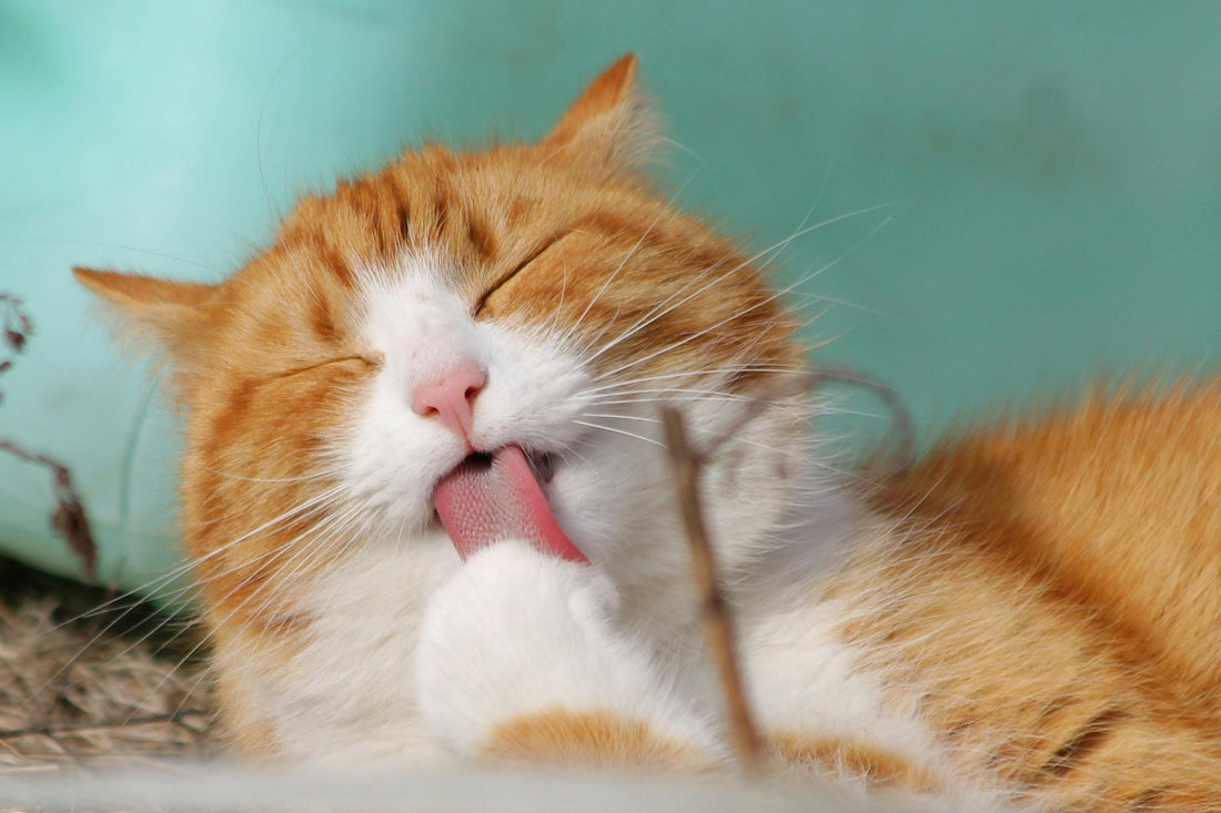 Hautprobleme bei Katzen: Juckreiz & Co