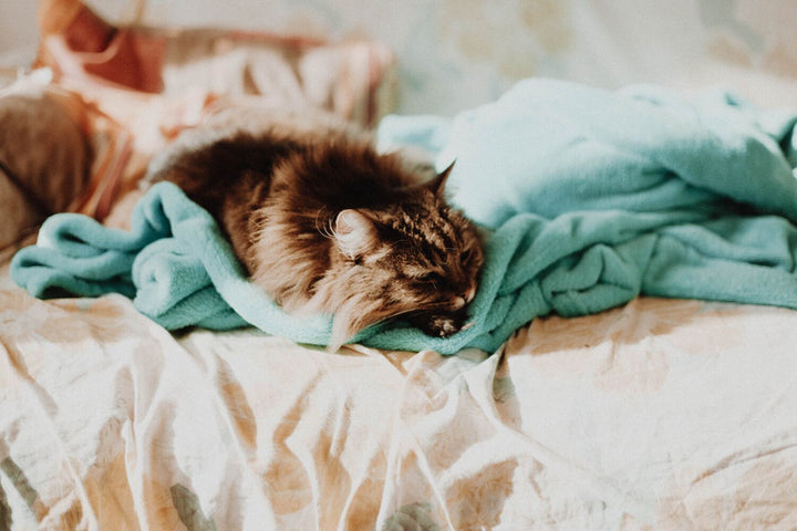 FIP bei Katzen: Diagnose und Symptome