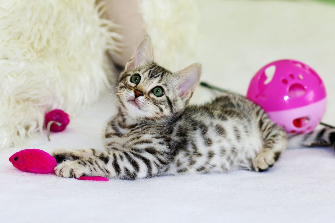 Katzenspielzeug für glückliche Katzen