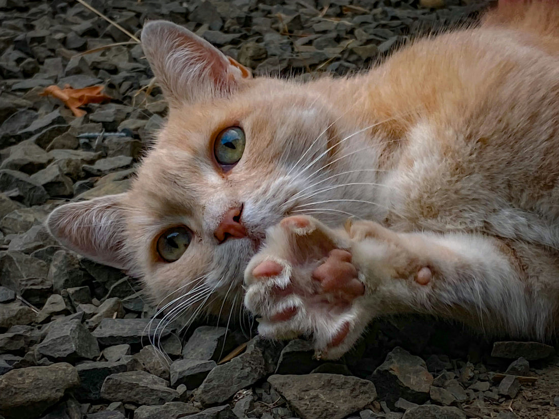 Katze schwitzt über Pfoten