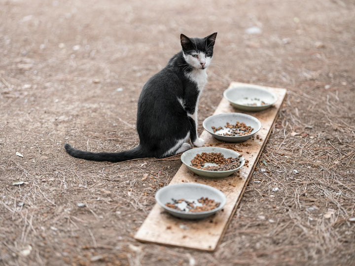 Katze vor Futternapf – Ratgeber getreidefreies Katzenfutter
