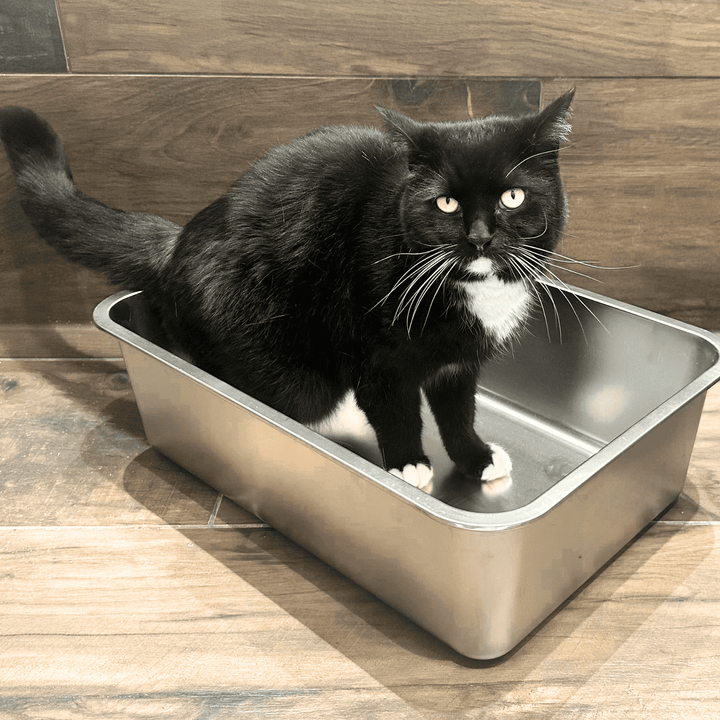 Eine Katze sitzt in einem Edelstahl Katzenklo