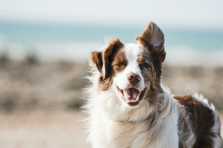 Lachsöl für Hunde - Ja oder Nein?
