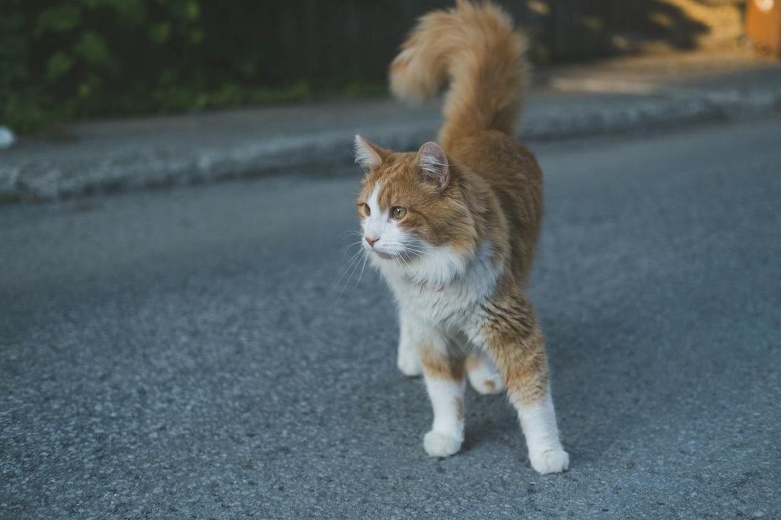 Eine Norwegische Waldkatze steht auf einer Straße