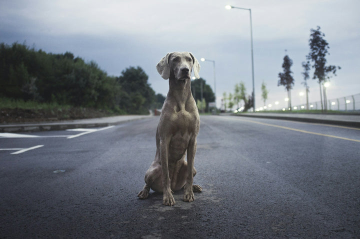 Ein Weimaraner sitzt auf einer Straße