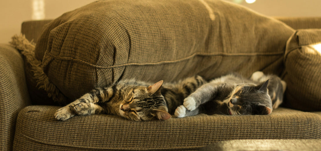 Fellwechsel, Katze und Hund