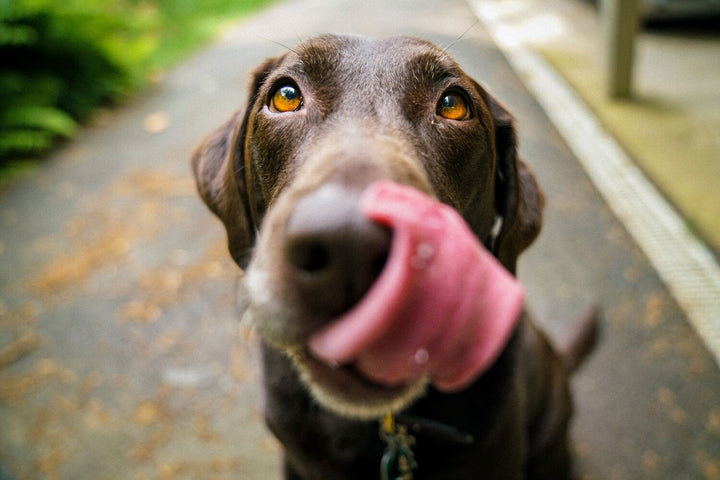 Hund bekommt Hühnerhaut Snacks 